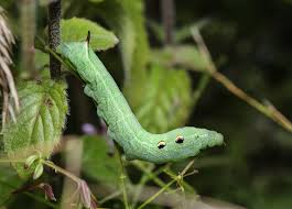 Attēlu rezultāti vaicājumam “Deilephila elpenor larva”