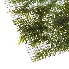 Attēlu rezultāti vaicājumam “Fissidens”