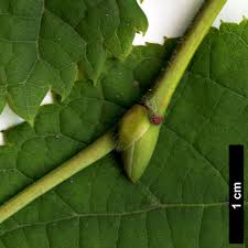 Attēlu rezultāti vaicājumam “Tilia platyphyllos Laciniata fruit”