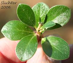 Attēlu rezultāti vaicājumam “Arctostaphylos uva-ursi leaf”