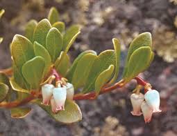 Attēlu rezultāti vaicājumam “Arctostaphylos uva-ursi fruit”