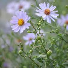 Attēlu rezultāti vaicājumam “Symphyotrichum x salignum leaf”