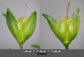 Attēlu rezultāti vaicājumam “Veronica anagallis-aquatica fruit”