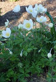 Attēlu rezultāti vaicājumam “Anemone sylvestris fruit”
