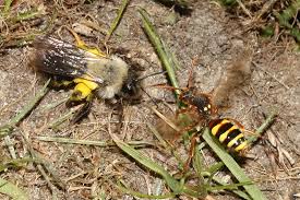 Attēlu rezultāti vaicājumam “Andrena vaga”