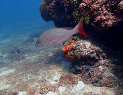 Image result for Lutjanus alexandrei