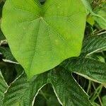 Attēlu rezultāti vaicājumam “Menispermum dauricum leaf”