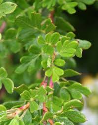 Attēlu rezultāti vaicājumam “Pentaphylloides fruticosa leaf”