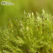 Attēlu rezultāti vaicājumam “Drepanocladus aduncus”