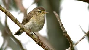 Attēlu rezultāti vaicājumam “Phylloscopus trochilus”