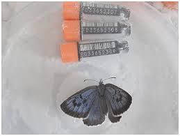 Attēlu rezultāti vaicājumam “Phengaris arion underside”