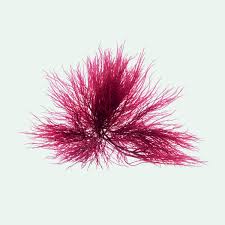 Attēlu rezultāti vaicājumam “Lycogala botrydium macro”