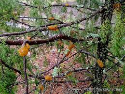 Attēlu rezultāti vaicājumam “Gymnosporangium cornutum”