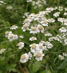 Image result for Achillea Ptarmica