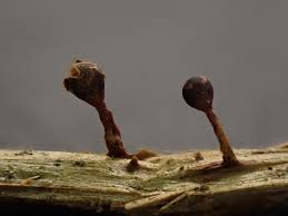 Attēlu rezultāti vaicājumam “Trichia flavicoma”