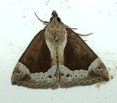 Attēlu rezultāti vaicājumam “Hypena crassalis”