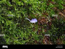 Attēlu rezultāti vaicājumam “Mycena pseudocorticola”