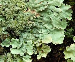 Attēlu rezultāti vaicājumam “Homomallium incurvatum sporophyte”