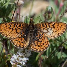 Attēlu rezultāti vaicājumam “Boloria eunomia underside”