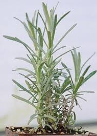 Image result for Helichrysum lindleyii