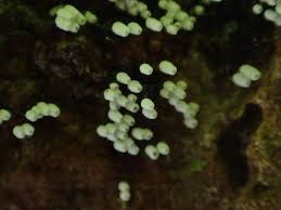 Attēlu rezultāti vaicājumam “Henningsomyces candidus”