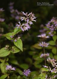Attēlu rezultāti vaicājumam “Plantago uniflora flower”