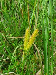 Attēlu rezultāti vaicājumam “Carex rostrata”
