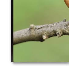 Attēlu rezultāti vaicājumam “Alcedo atthis adult”