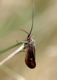 Attēlu rezultāti vaicājumam “Potamophylax”