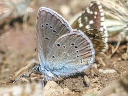 Attēlu rezultāti vaicājumam “Cyaniris semiargus male”