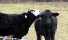 Cows love public domain image - via Daymix