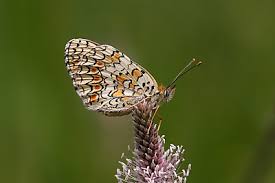 Attēlu rezultāti vaicājumam “Melitaea phoebe upperside”