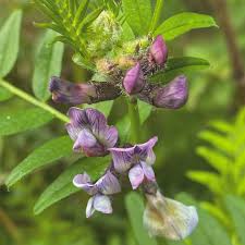 Attēlu rezultāti vaicājumam “Vicia sepium”