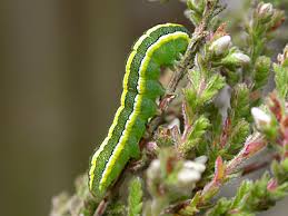 Attēlu rezultāti vaicājumam “Ceramica pisi larva”