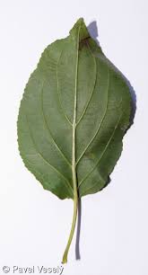 Attēlu rezultāti vaicājumam “Rhamnus cathartica leaf”