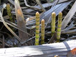 Attēlu rezultāti vaicājumam “Equisetum fluviatile”