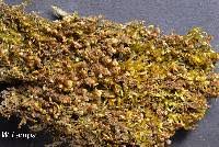 Attēlu rezultāti vaicājumam “Scapania nemorea”