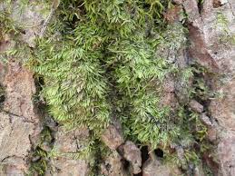 Attēlu rezultāti vaicājumam “Cephalozia loitlesbergeri”