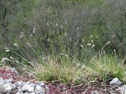 Attēlu rezultāti vaicājumam “Sesleria caerulea flower”