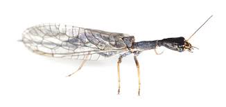 Attēlu rezultāti vaicājumam “Raphidioptera imago”