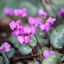 Image result for Cyclamen persicum