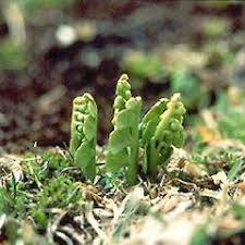 Attēlu rezultāti vaicājumam “Botrychium lunaria”