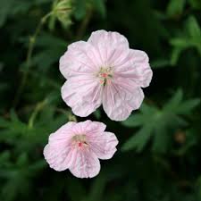 Attēlu rezultāti vaicājumam “Geranium sanguineum”