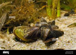 Attēlu rezultāti vaicājumam “Dreissena polymorpha”