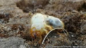 Attēlu rezultāti vaicājumam “Dorcus parallelopipedus”