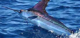 Image result for Kajikia albida