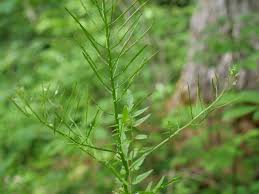Attēlu rezultāti vaicājumam “Cardamine impatiens fruit”