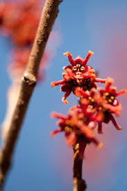 Attēlu rezultāti vaicājumam “Hamamelis vernalis bud”