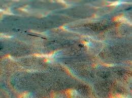 Image result for Raja radula