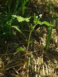 Attēlu rezultāti vaicājumam “Fagopyrum esculentum leaf”
